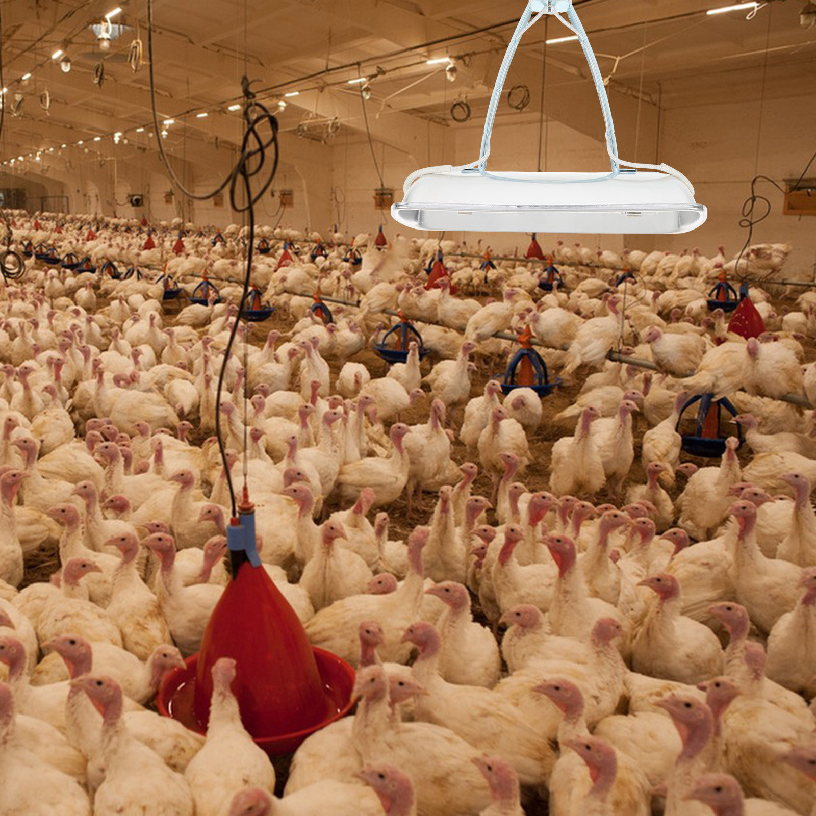 Lâmpada de aquecimento para gr - Farming A avaliação e preço