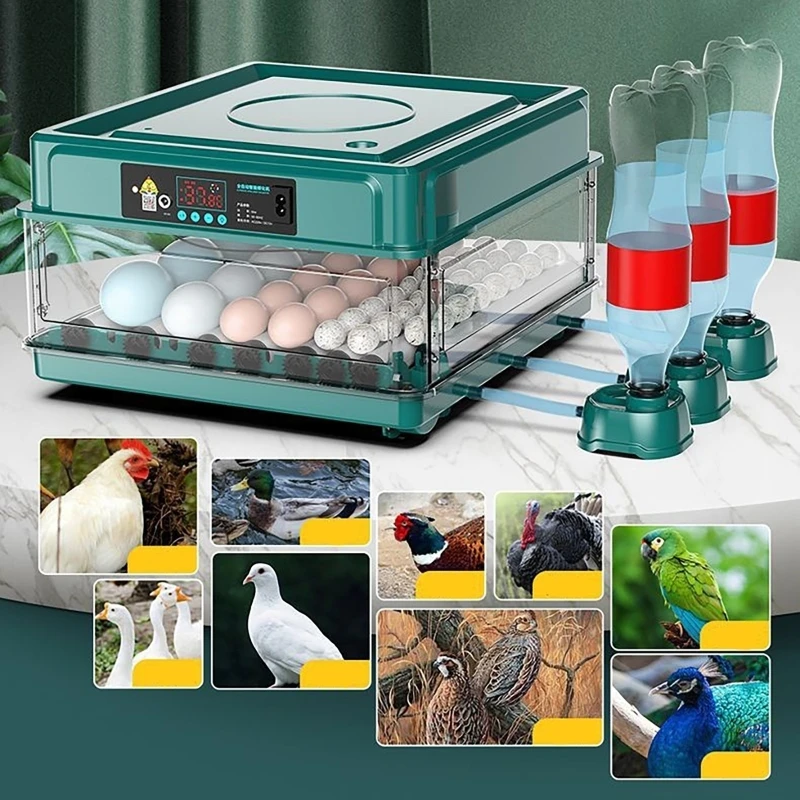 Auto Incubadora de Ovos com Co - Quail Egg Incubator avaliação e preço